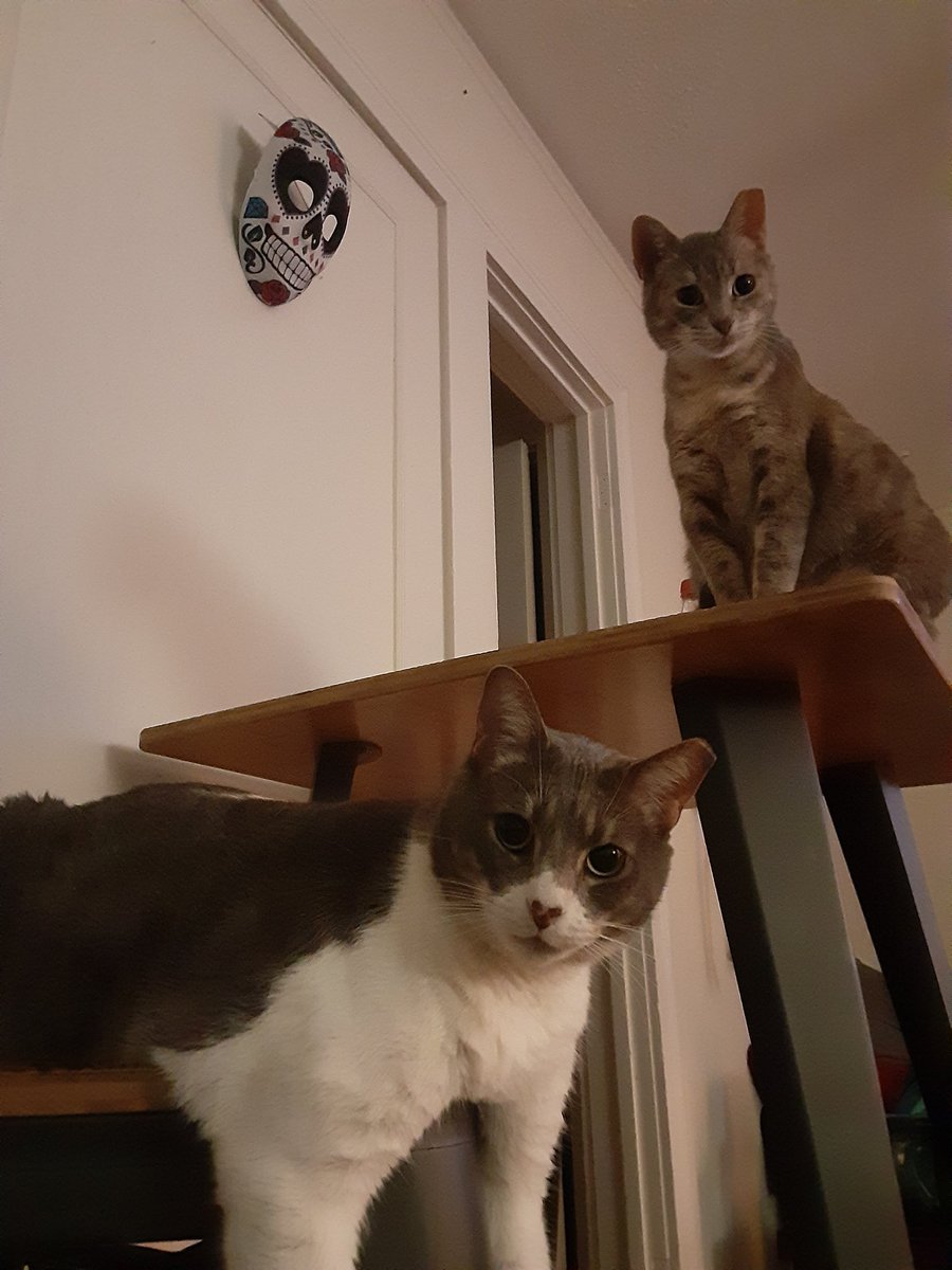 They look like they're about to drop their new album on an independent label but they just want me to crack open another can of wet food