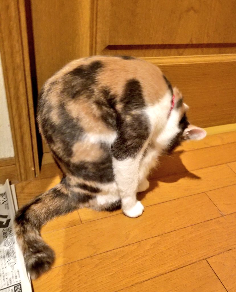 笑える画像 Twitter Search