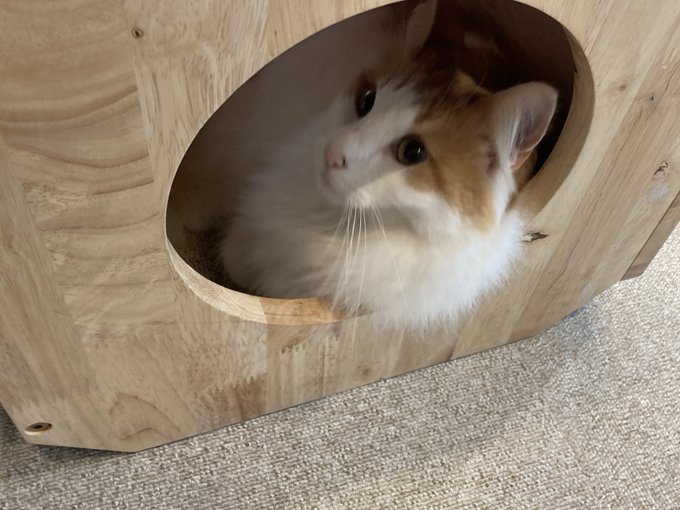 かわよ...もふもふもふもふ 