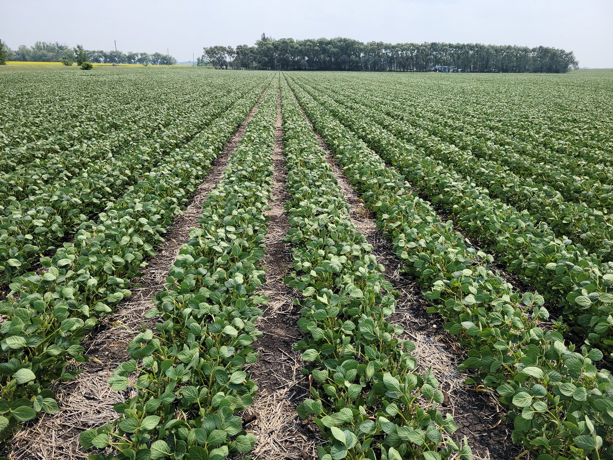 rempel_shawn's tweet image. Damn proud when our growers run a chem program like this and their #IPSoy fields are this clean. @mueller_malte, thanks for saving this one for last. #keepemclean #HANA @Prograin_inc