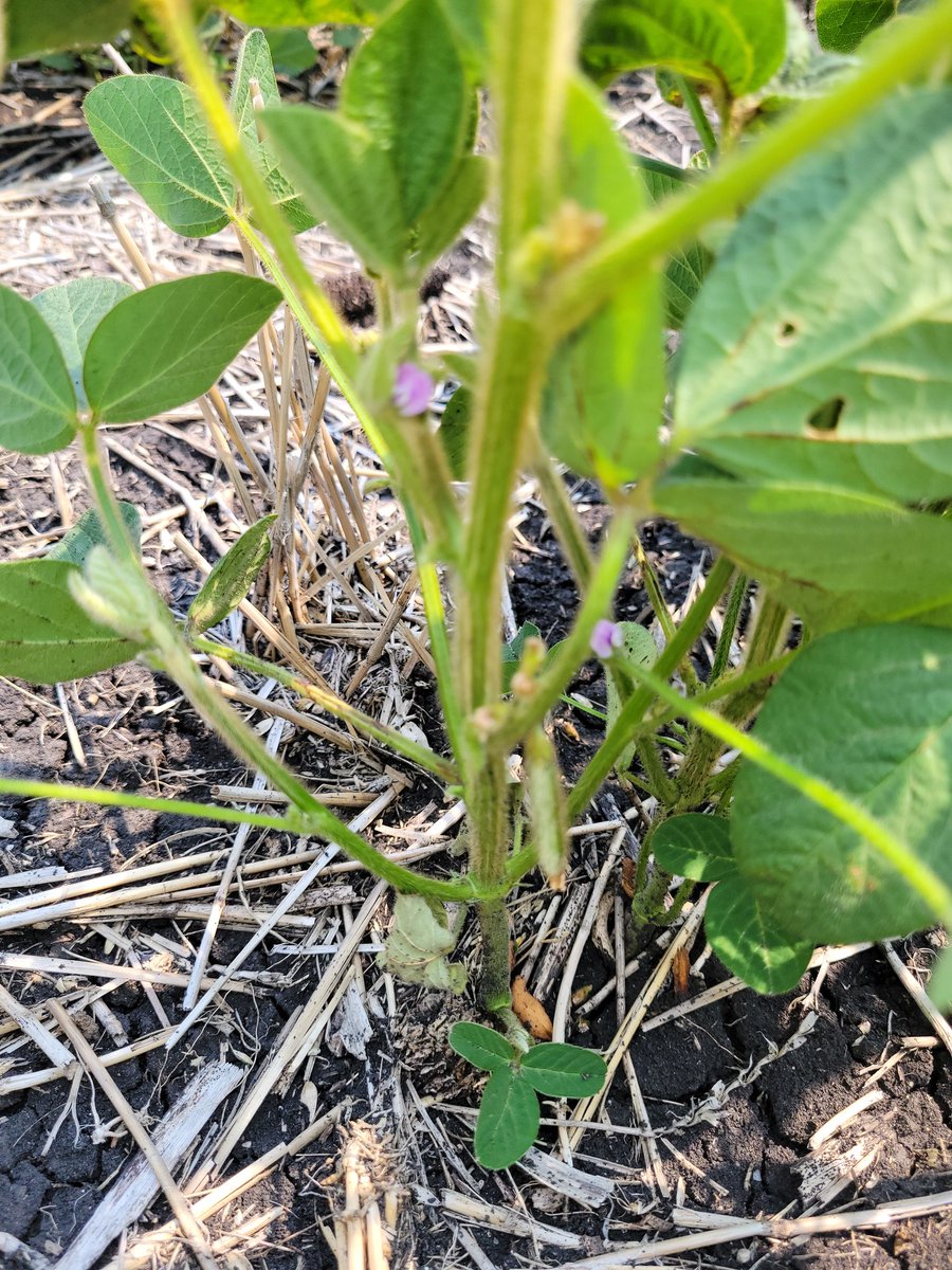 rempel_shawn's tweet image. Damn proud when our growers run a chem program like this and their #IPSoy fields are this clean. @mueller_malte, thanks for saving this one for last. #keepemclean #HANA @Prograin_inc