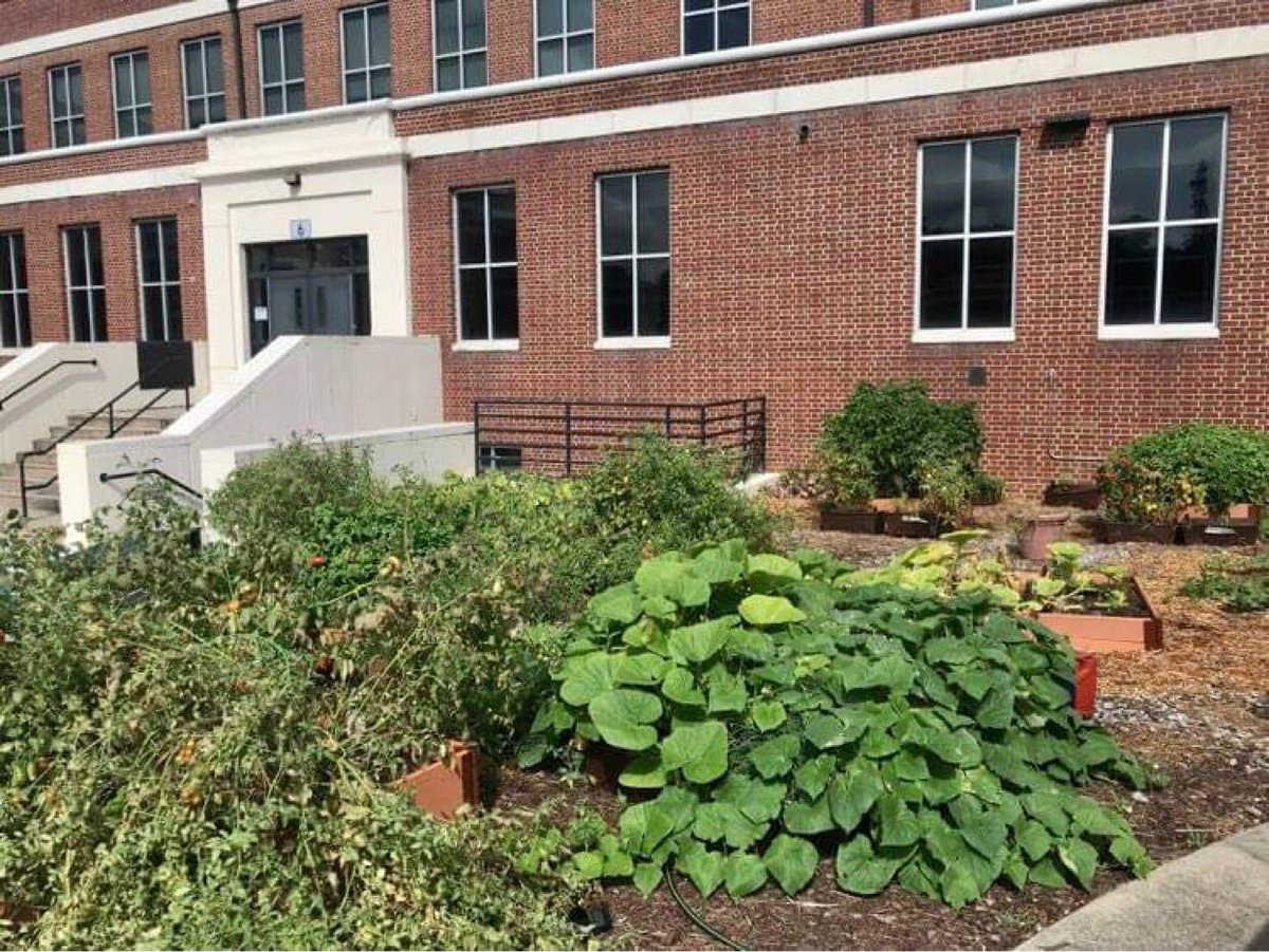 Sending a SUPER Shoutout to my garden buddy, Coach @stockdale_john from HapevilleES! You guys ROCK! The pumpkins, honeydew, sweet potatoes, cucumber, tomatoes, basil, peppers, sage, oregano, thyme, rosemary and celery are poppin! 🔥🔥@HapevillePrin #stayingfitandhealthy