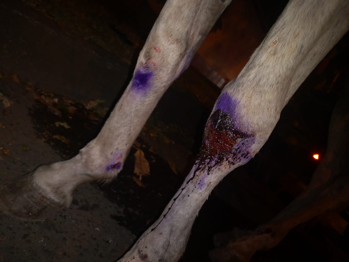 ASentirAnimal's tweet photo. Ni Alcalde ni concejales muestran importancia por los caballos carretilleros, inaceptable que no tengamos apoyo para solucionar transporte y así poder trasladar al equino a nuestro refugio. Yegua incautada a las 8 pm, trabajando, desnutrida y heridas abiertas. https://t.co/sO3IwkjTO7