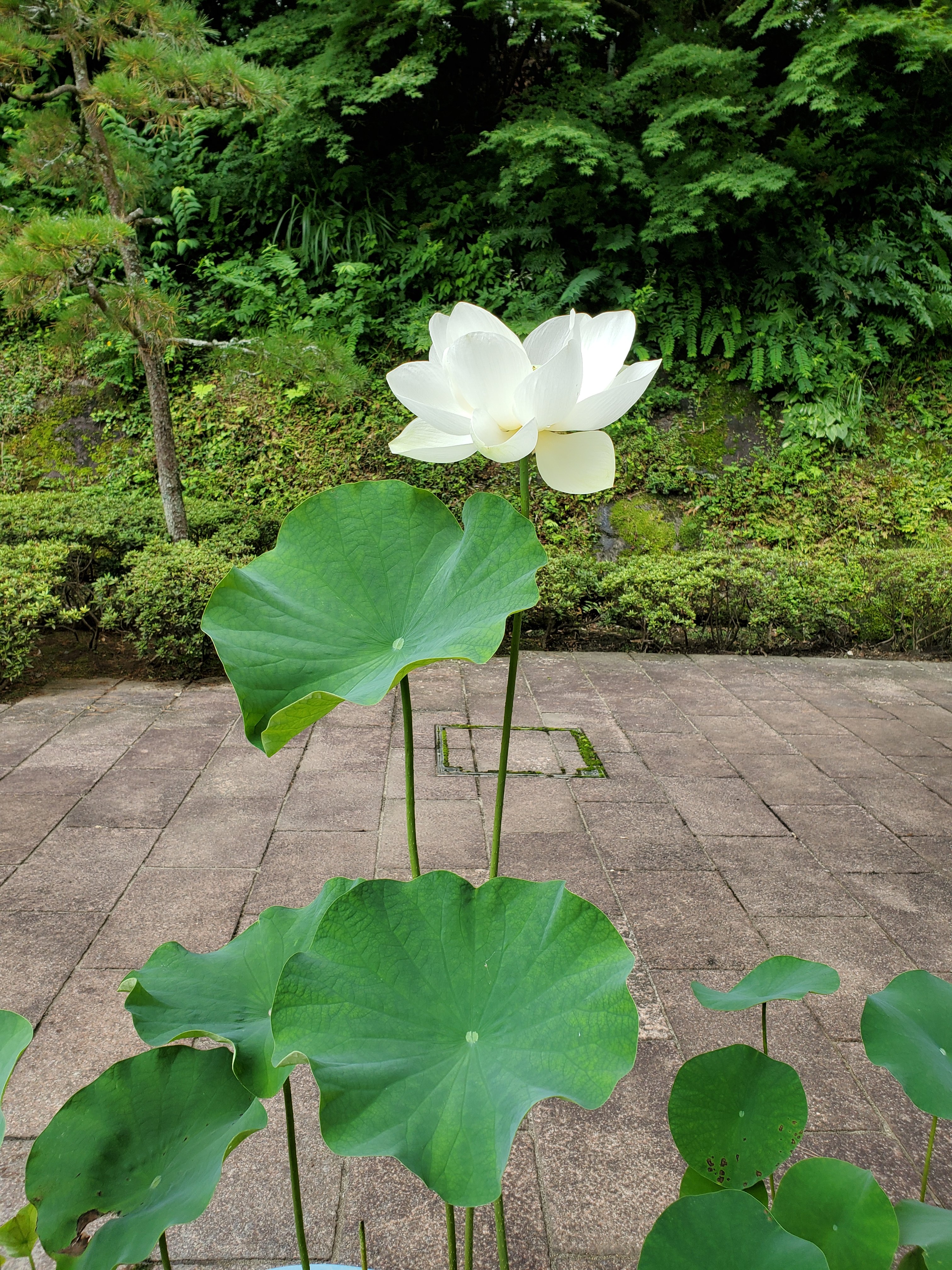 成田山書道美術館 公式 花が咲きました 美術館の外で 今年初めての蓮の花が咲きました 蓮 は泥の中からまっすぐ茎をのばし美しい花を咲かせることから 清らかな心 神聖 の花ことばがあり 仏教 では悟りの象徴ともされています 成田