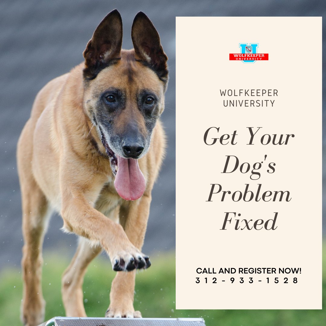 toriano_sanzone's tweet photo. Are you busy, and yet you want your dog to learn to have his bad behavior corrected? Dog Boot Camp is the right program!!
Sign up for Dog Training
312-933-1528 | https://t.co/biNpakzhfx
#dogtraining #dogtrainer #DogBootcamp #dogtrivia #dog #dogtrainer #DOGA #doglife #puppy https://t.co/Q1FvP6d7aa