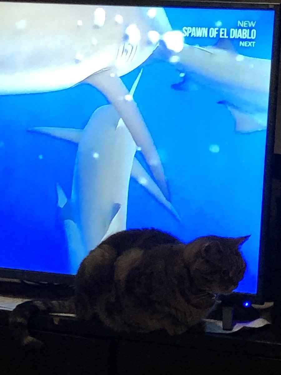Hey! Everyone watch out for the Cat Shark (aka Oakley) he’s ready to hang out and he has brought some friends. #sharkweek #SharkWeek2021 #bestweekontv #canlearnalotfromsharks #sharkbiologists #catshark