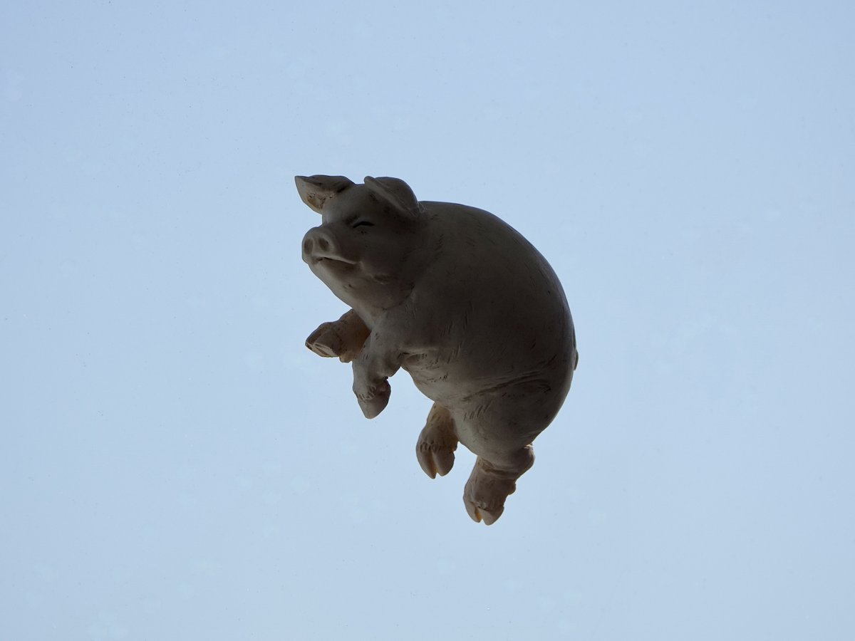 ZeeOneNZ's tweet photo. Yep, piggies do fly in #Auckland's sunny day #Piggy https://t.co/SVLDYHcgQN
