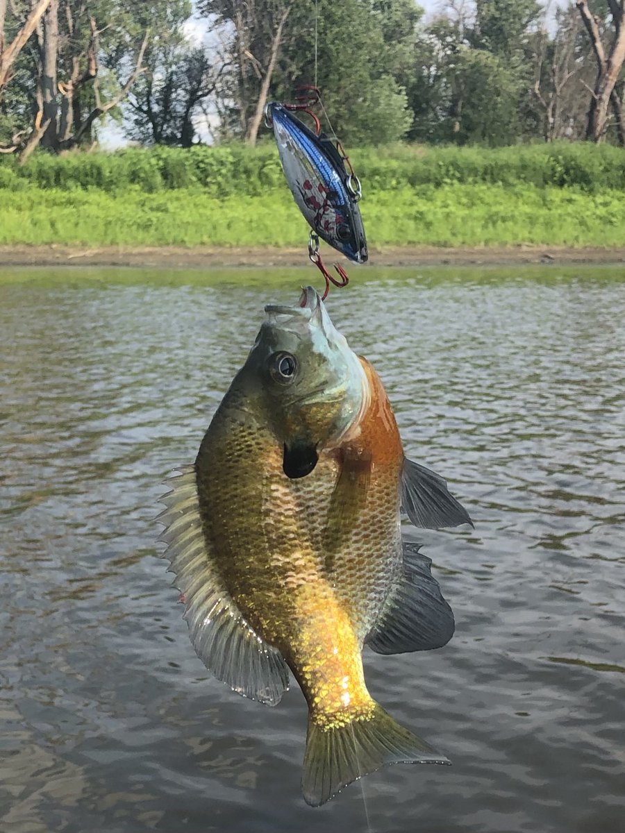 NicholsonKelly4's tweet photo. I’ve always liked optimism. People and fish. This guy had a ton of optimism and didn’t back down from a crank bait he’d never eat. For that,  he is still swimming. #neverbackdown https://t.co/ISZwSR4GYq