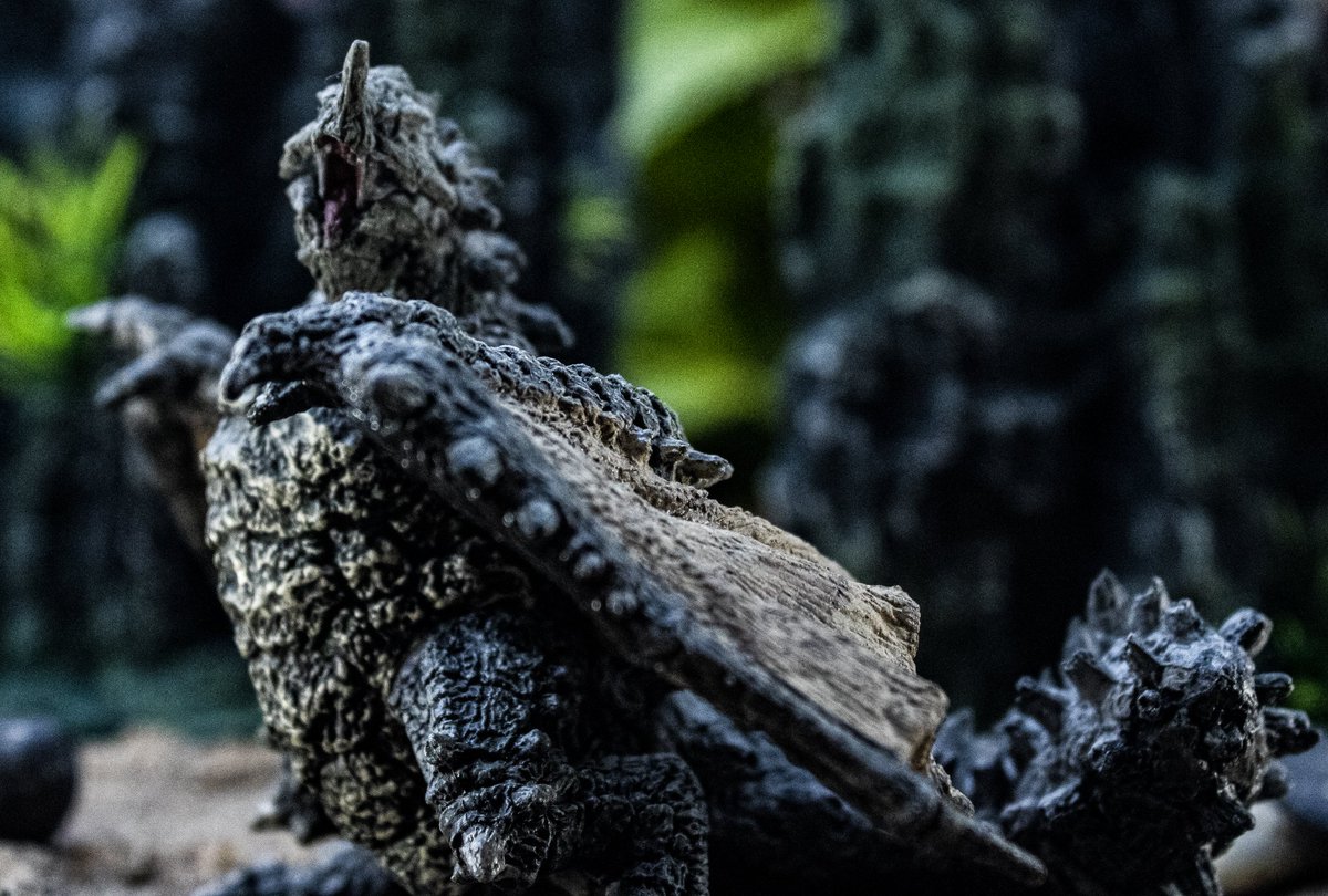 Mrimagination5's tweet image. #MonsterHunter toy pic #basarios #Capcom #toys #toyphotography #toypics #art #photography