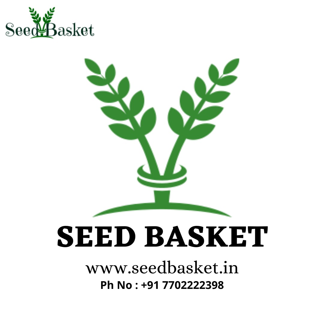 seedbasket's tweet photo. Perfect Store To Buy Seeds Online #Seedbasket
#vegetableseeds #nativevegetableseeds #leafyvegetableseeds #exoticvegetableseeds #kitchengardeningseeds #flowerseeds 
#gardeningseeds #seeds #bestseeds #garden #grow #growing #hyderabad #india 
Order online at https://t.co/EPGIBSwqvU https://t.co/aQlA16LCEw