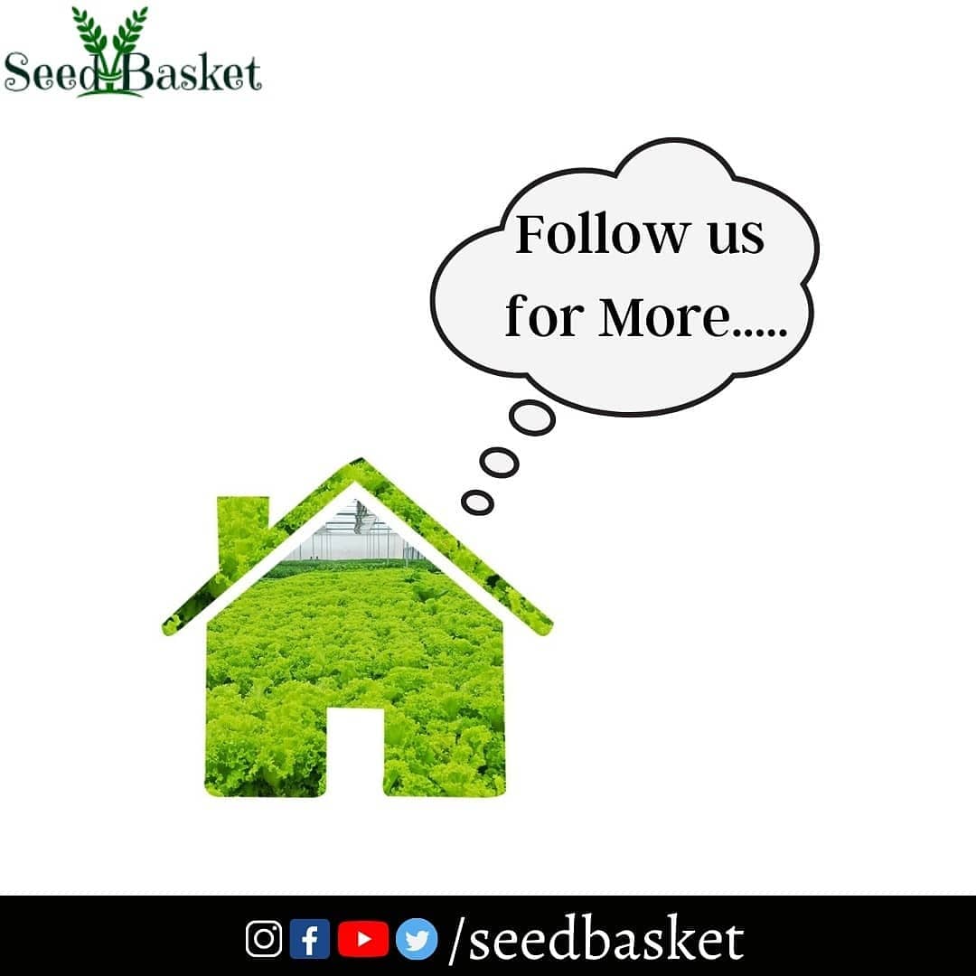 seedbasket's tweet photo. Perfect Store To Buy Seeds Online #Seedbasket
#vegetableseeds #nativevegetableseeds #leafyvegetableseeds #exoticvegetableseeds #kitchengardeningseeds #flowerseeds 
#gardeningseeds #seeds #bestseeds #garden #grow #growing #hyderabad #india 
Order online at https://t.co/EPGIBSwqvU https://t.co/aQlA16LCEw