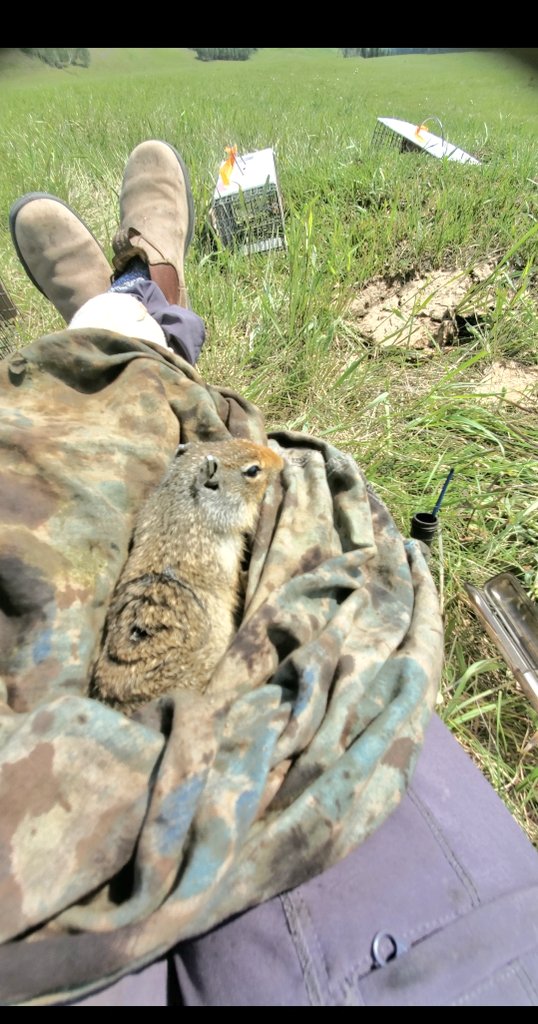 breannebbev's tweet image. The most dramatic baby boy  #atleasthescute  #squirrel #biologytwitter #wasthatsobad #columbiangroundsquirrels #undergraduateresearch