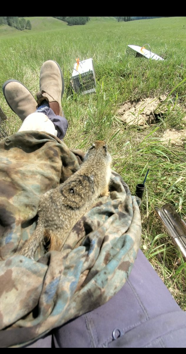 breannebbev's tweet image. The most dramatic baby boy  #atleasthescute  #squirrel #biologytwitter #wasthatsobad #columbiangroundsquirrels #undergraduateresearch