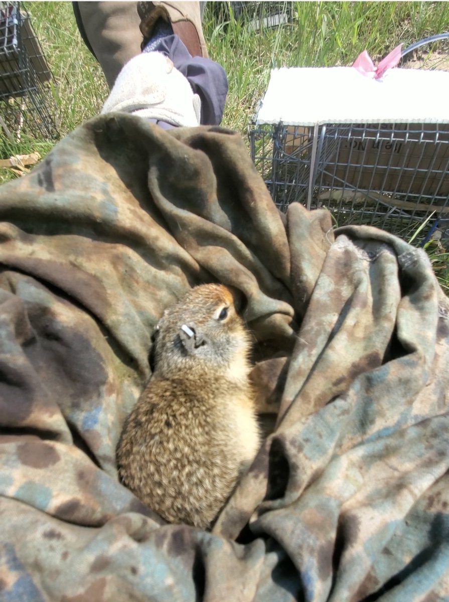 breannebbev's tweet image. The most dramatic baby boy  #atleasthescute  #squirrel #biologytwitter #wasthatsobad #columbiangroundsquirrels #undergraduateresearch
