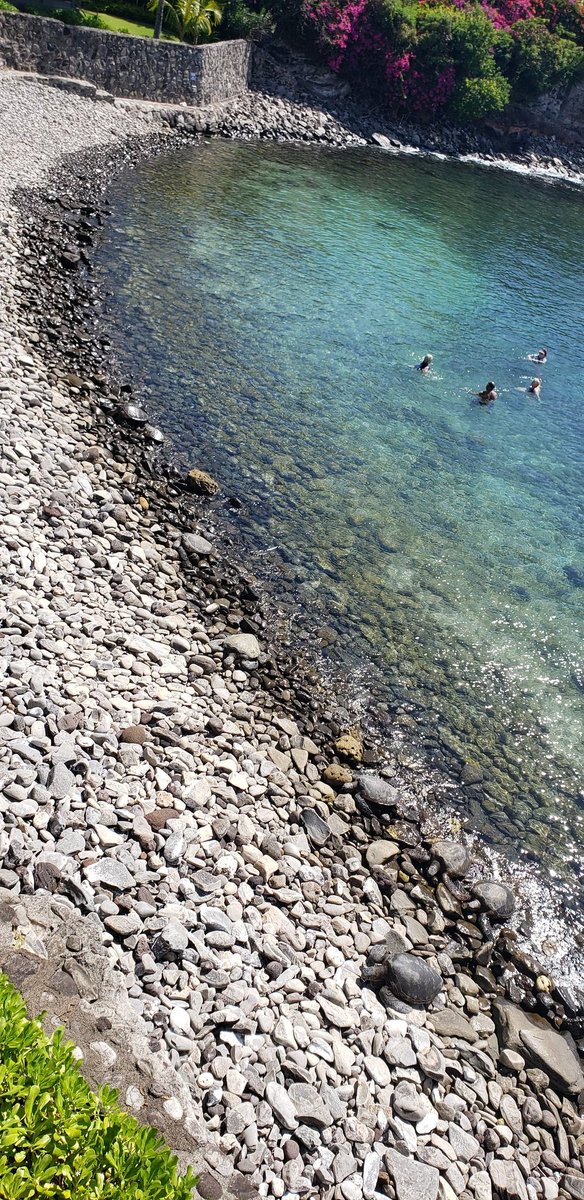 Turtles from our condo balcony. 👋 twitter/spaces folks #mauivacation