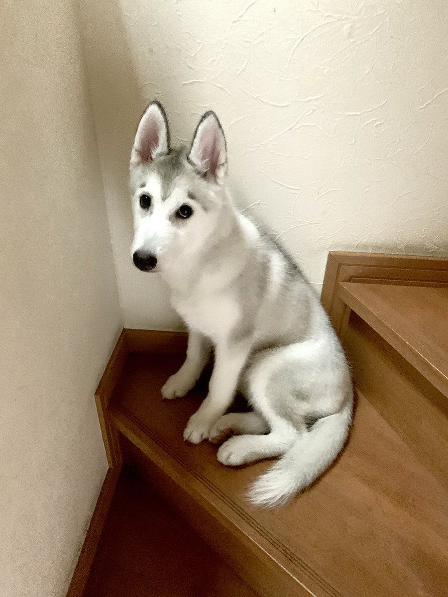 眉毛犬 Twitter Search