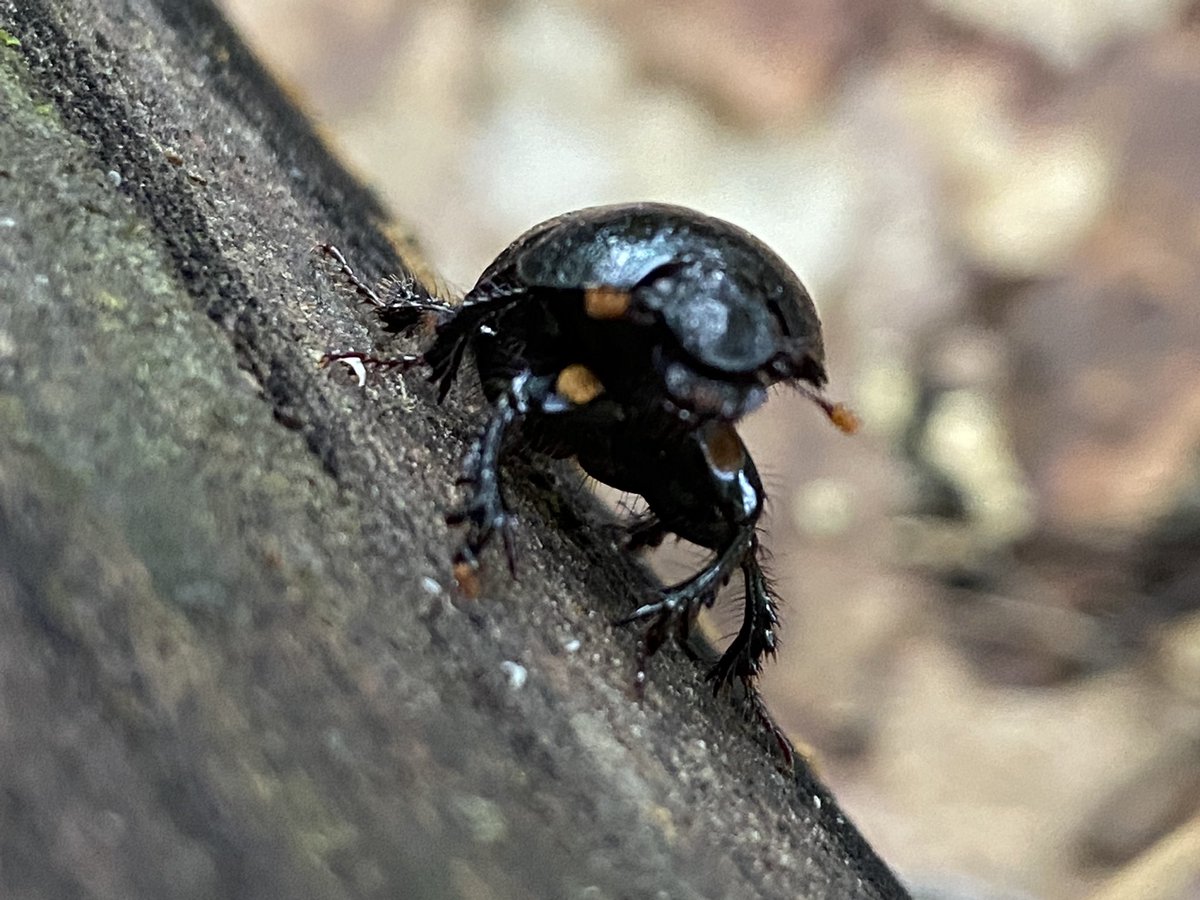 Ava, the Citric One tweet media