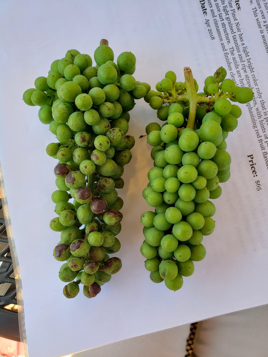 Effect of the heatwave on east v. west facing vines. #wine #winetasting #winery #winetime #wineblogger #winecountry #wines #winelover #winelovers #winelife #winenerd #winegeek