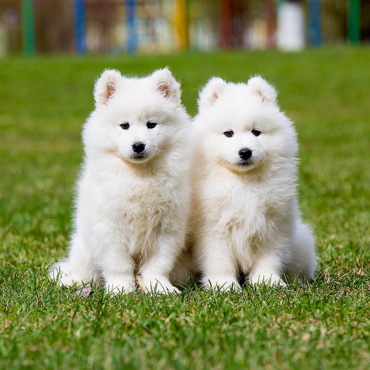 If I can’t bring my dog i’m not going.

#dogs #dogsoftwitter #samoyed #puppies #puppylove #cutepuppies #fluffydogs #DogNeedsBest