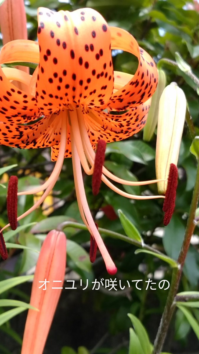 オニユリ のイラスト マンガ コスプレ モデル作品 57 件 Twoucan