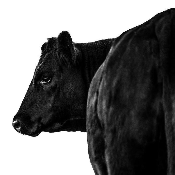 Wow - photo by: @rachaellenehanphotography

#agriculture #australianagriculture #farming #ruralaustralia #australianagriculture #farmlife #farmingaustralia #farmau #rural #livestock #livestockphotography #angus #angusaustralia #angusbeef #beef #betteronbeef