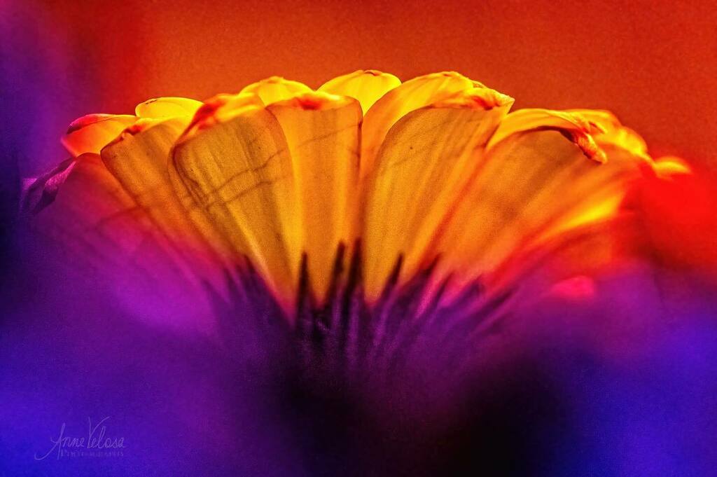 Love the colors.
.
.
.
#thankful #flowers #flower #flowers🌸 #bouquet #flowersofinstagram #bouquets #macro #macrophotography #macroandflora #macroandflowers #flowersandmacro