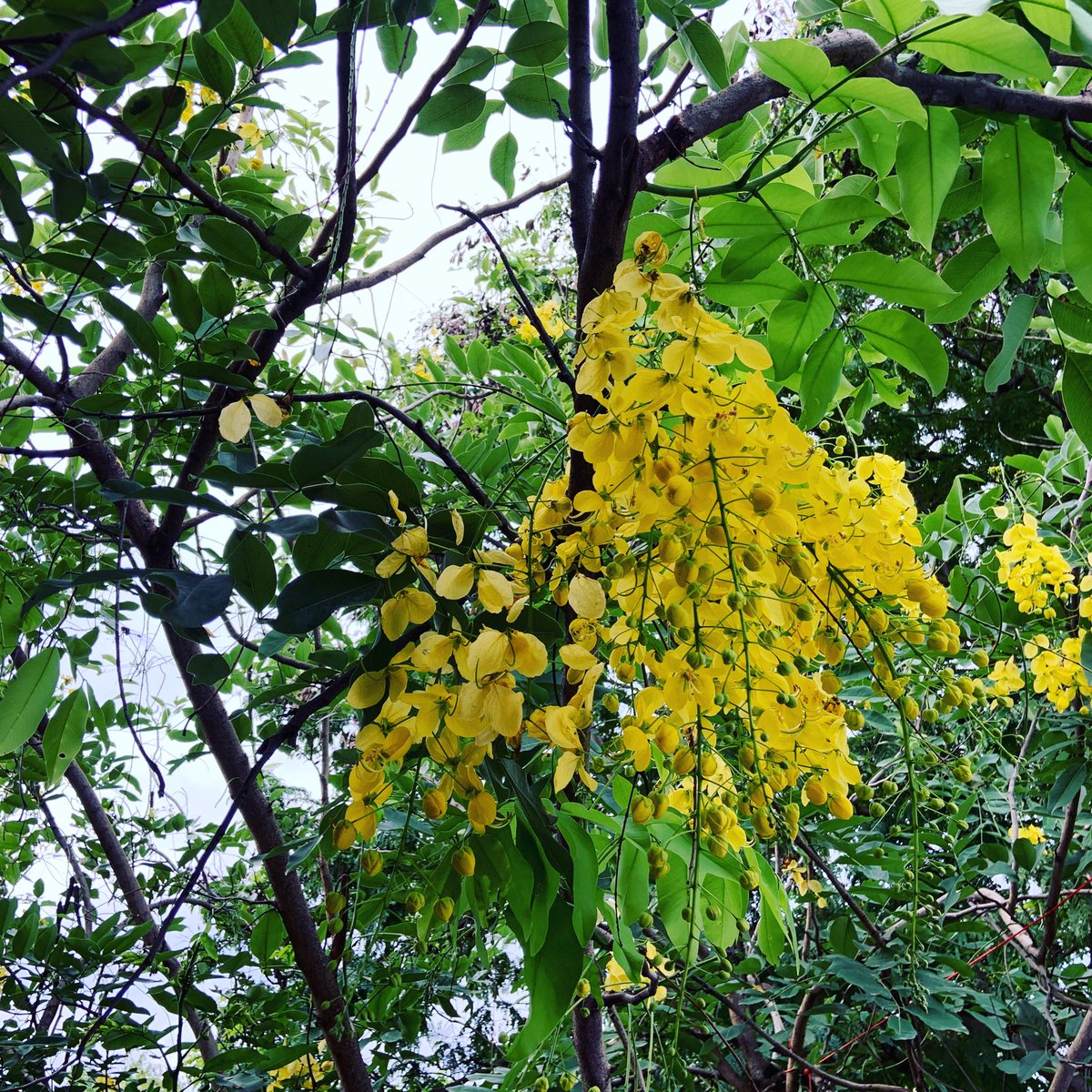 atuldeulgaonkar's tweet photo. #bahawa blossoms in #spring. This year flowering continues in July. Is it responding to #climatechange ? https://t.co/7bjXuRqISg