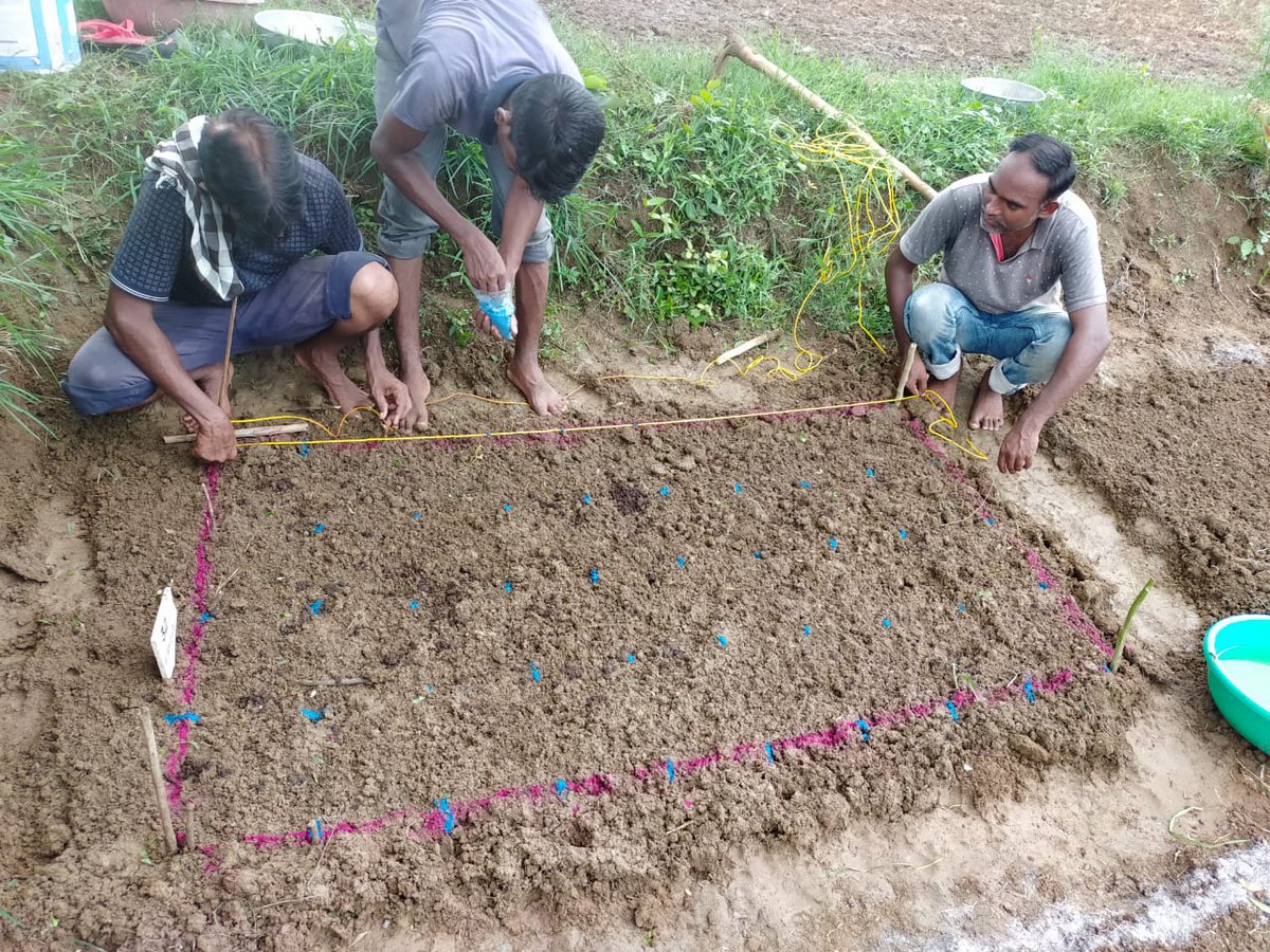 Glimpses of #paddy #accessions after #transplanting it on the main fields