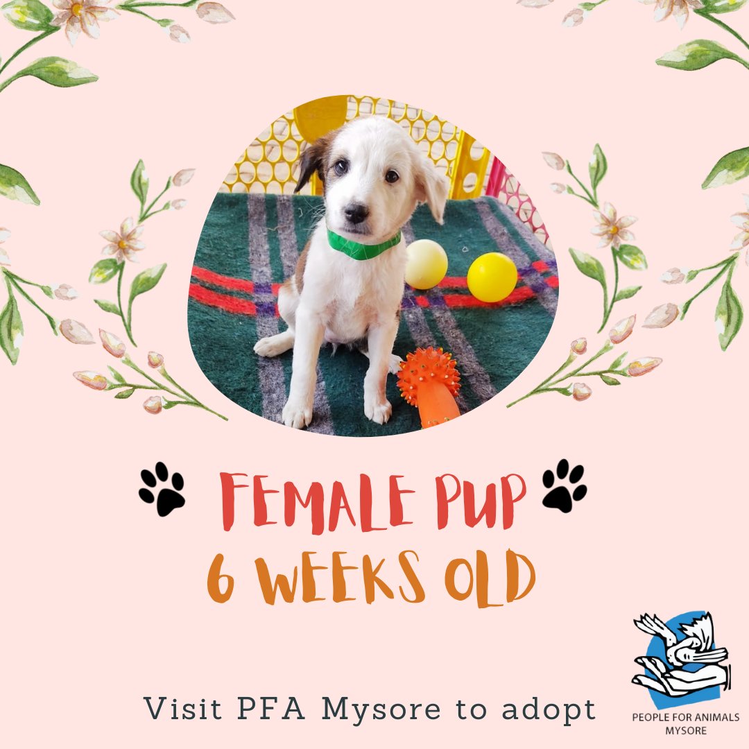 PFA_Mysore's tweet photo. It’s Puppy-galore at PFA Mysuru. Please come forward to adopt these wonderful souls and give them a chance at having a good life.

#MysoreAdoption #PuppyAdoption #Mysore #Mysuru #DogAdoption https://t.co/MK2f6rZ0kH