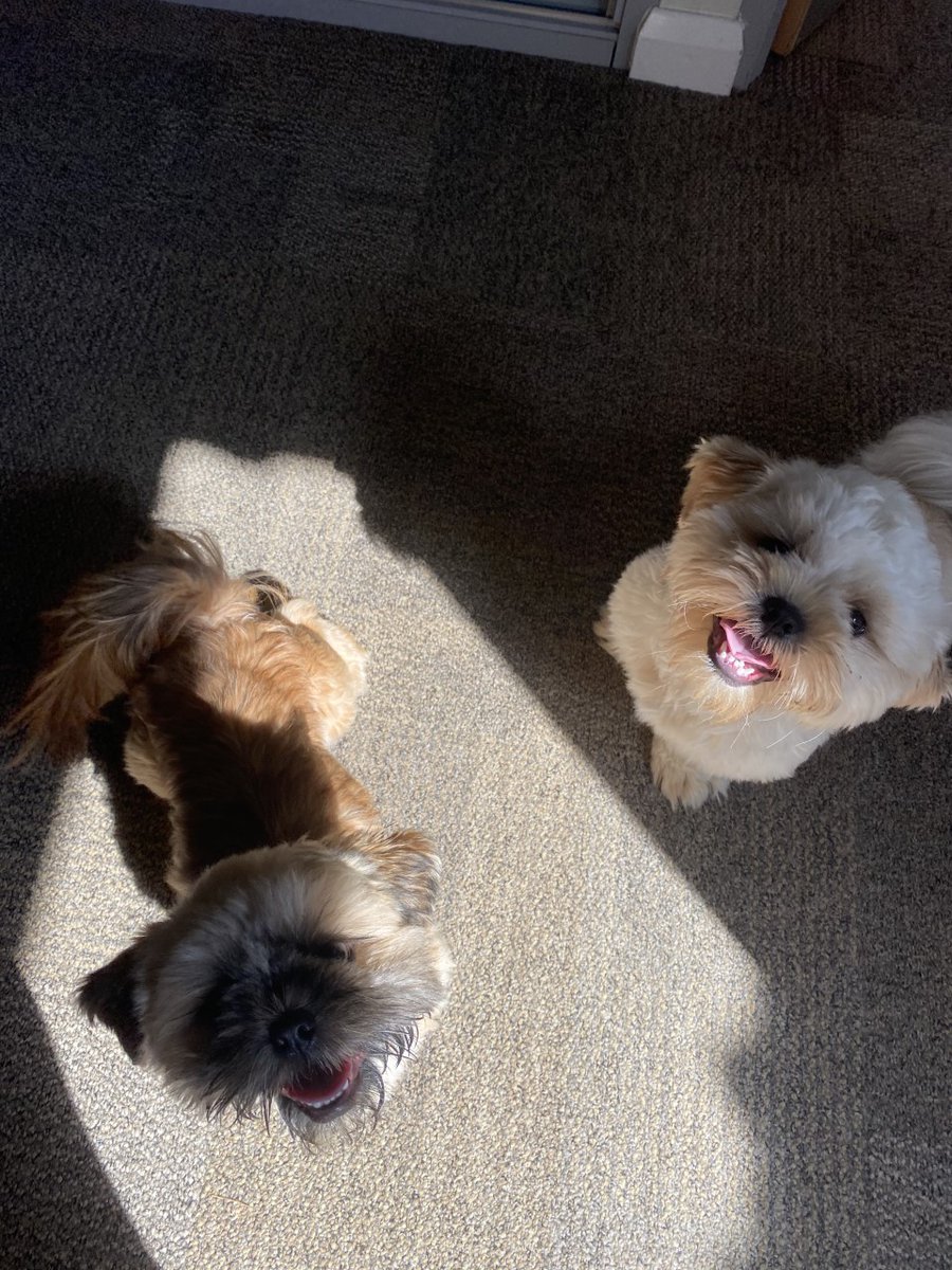Meet Teddy & Betty. The most important members of the team...and the cutest. #therapydogs #bringyourdogtoworkday