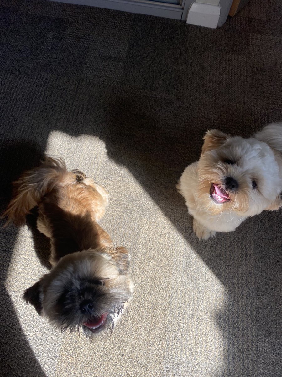 AccessAllArea12's tweet photo. Meet Teddy &amp; Betty.

The most important members of the team...and the cutest.

#therapydogs #bringyourdogtoworkday https://t.co/9RP6vDQBOm