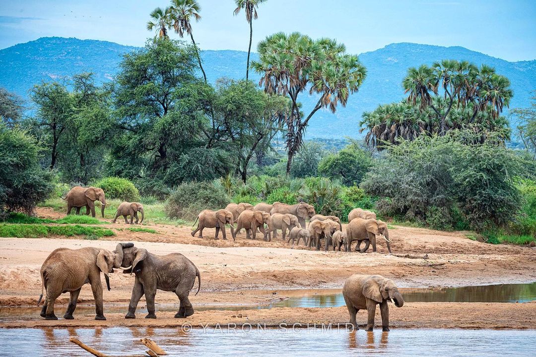 Fun fact: Elephants use their trunks to suck up water to drink – it can contain up to 8 litres of water. They also use their trunks as a snorkel when swimming. 📸 Picture credit: @yswildlifephotography #elephants #NaturePhotography #nature #visituganda #takeonethepearl