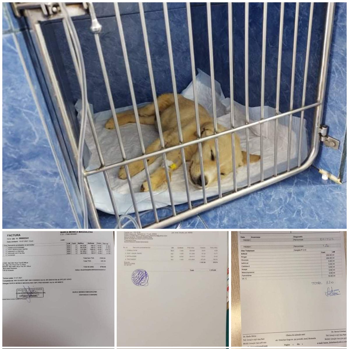 Paws2RescueUK tweet media