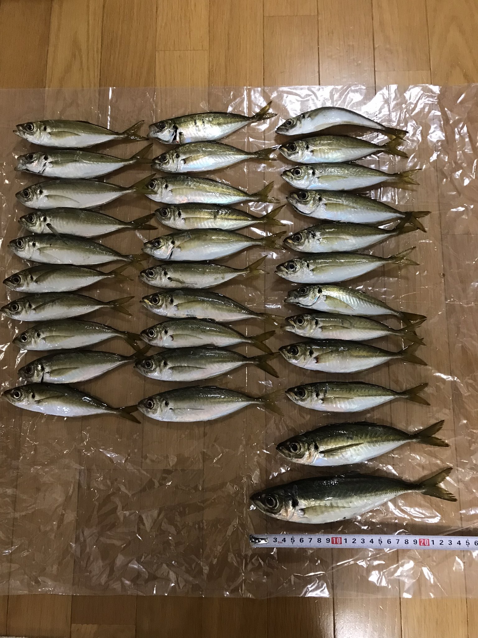 釣りキチ アジング 周防大島 ティクト マグナムクラフト 昨日も周防大島アジングに出撃 いつもどうり豆アジばかり しかし昨日は久々に25センチゲット 久々の25センチ嬉しい T Co B9pjpwdaj9 Twitter