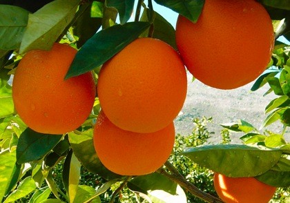 South African citrus exports disrupted by protests ow.ly/K9gP102Pyug