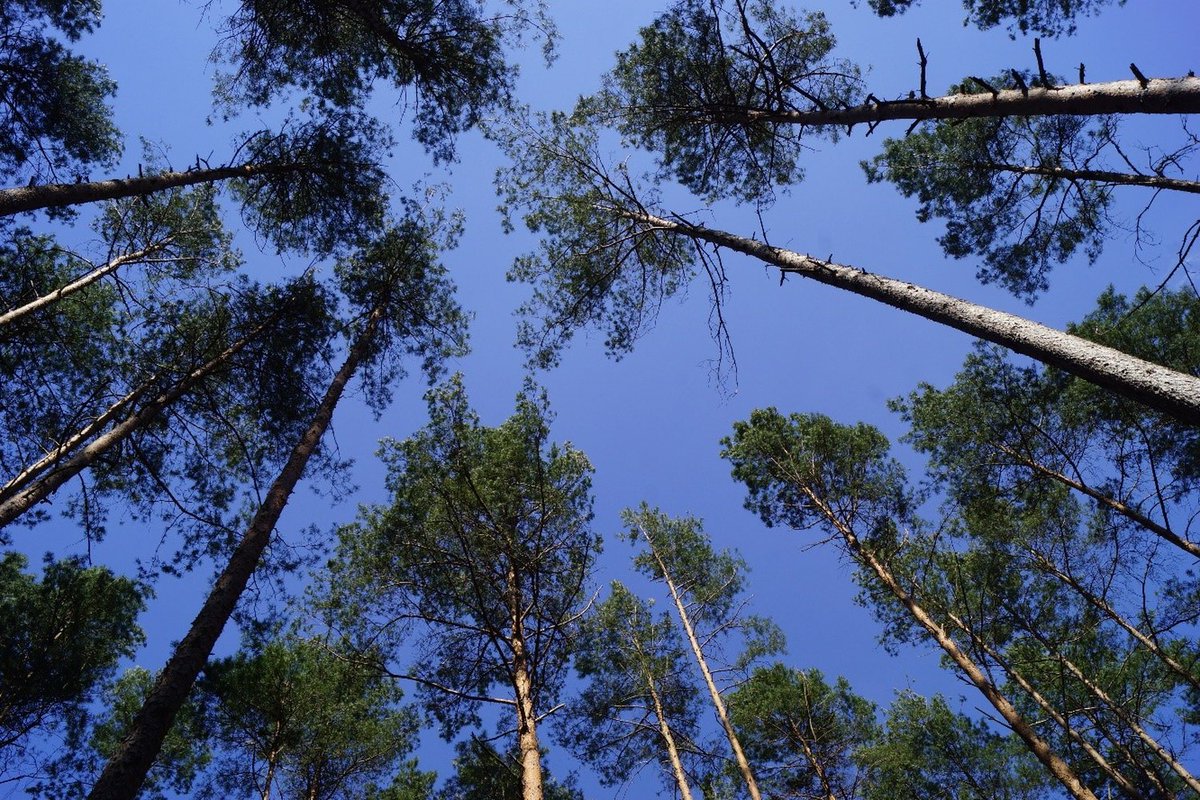 Neue #Studienergebnisse: #Forstwirtschaft hat in den Extremsommern zur Erwärmung der #Wälder beigetragen. Empfehlungen der Autor*innen und ein kritischer #Diskurs. 👉hnee.de/E11310 DE 👉hnee.de/E11336 EN 👉besjournals.onlinelibrary.wiley.com/doi/10.1002/26… @BritishEcolSoc