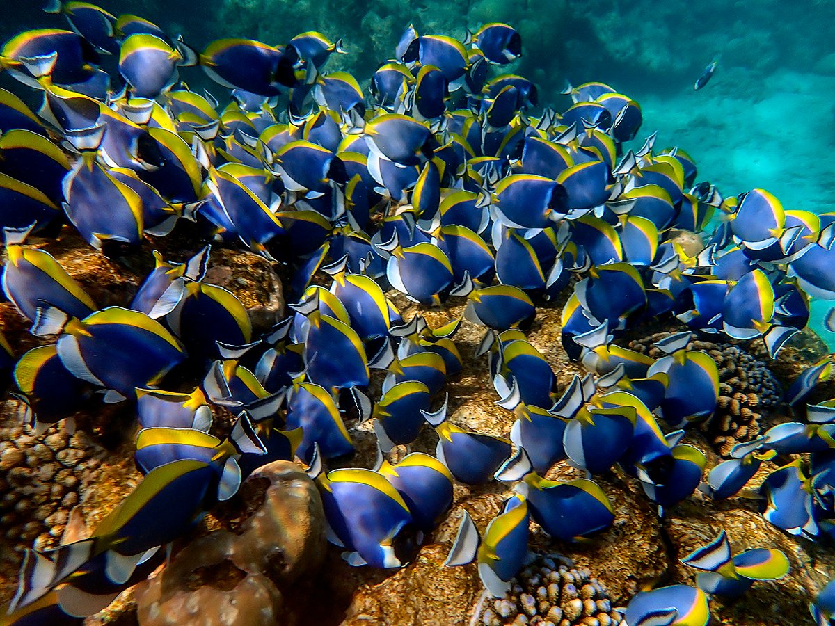 Powder-blue Surgeonfish, Acanthurus leucosternon. An important grazer on the reef and is seen mostly solitary and defends its territory. However, it can also form large schools and swim around devouring algae on the reef. #fishtwitter #ichtyology #maldives #underwaterphotography