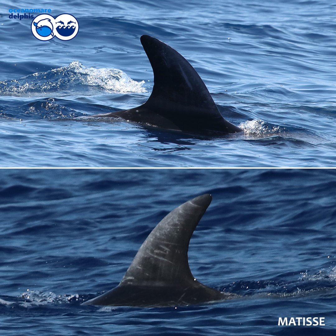 Radio3scienza's tweet photo. "Avvistare, fotografare, registrare le 'voci' dei cetacei: a bordo del #JeanGab c'è molto da fare. Fotografare pinne dei #grampi e code dei #capodogli serve a riconoscerli: ai #tursiopi nomi di divinità greche, ai grampi di pittori, ai capodogli quest'anno nomi di matematici" https://t.co/ja3hpvh89H