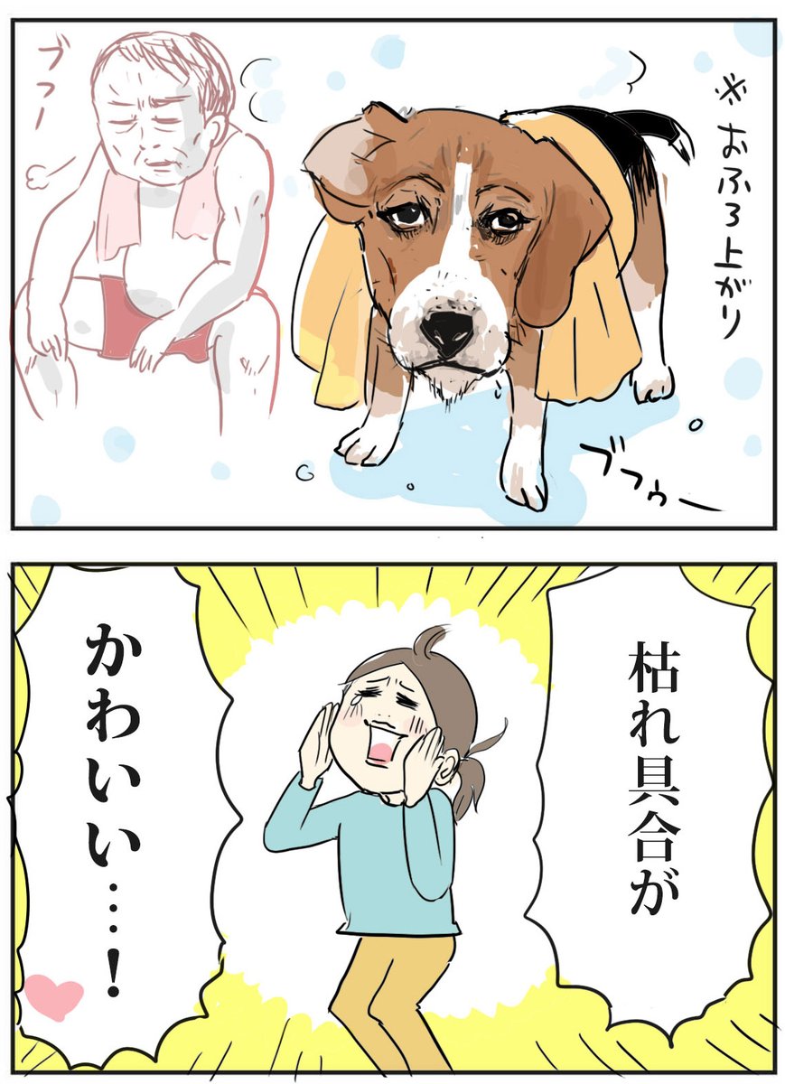 【思い出】『とある方にうちの犬が似ている❤️』と気づいて嬉しくなりついつぶやいた顛末がこちら
#ビーグル #柄本明 #さん #ほんとごめんなさい
