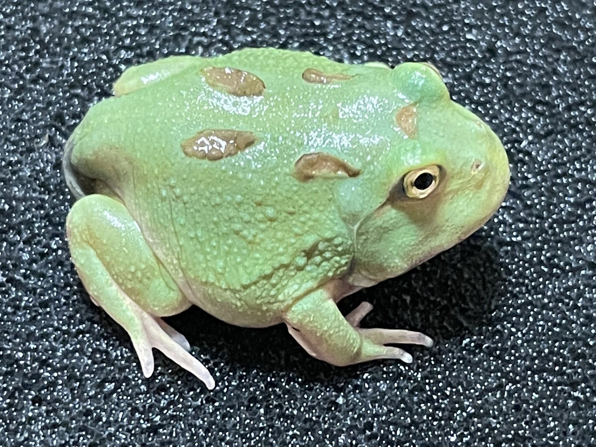 Bears Frog ホオコケツノガエル クランウェルツノガエルマスカット上陸して販売中です 今週末のアクアリウムバスにもたくさん連れていきます T Co Aoreggxsgq Twitter