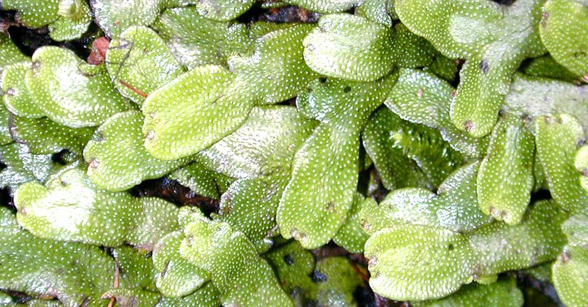 Earth is 4.5 billion years old, and plants colonised land as recently as 470 million years ago, most likely mosses &amp; liverworts without deep roots. Vascular plants followed about 420 million years ago, but even for tens of millions of years after that, no plants grew >3 feet.