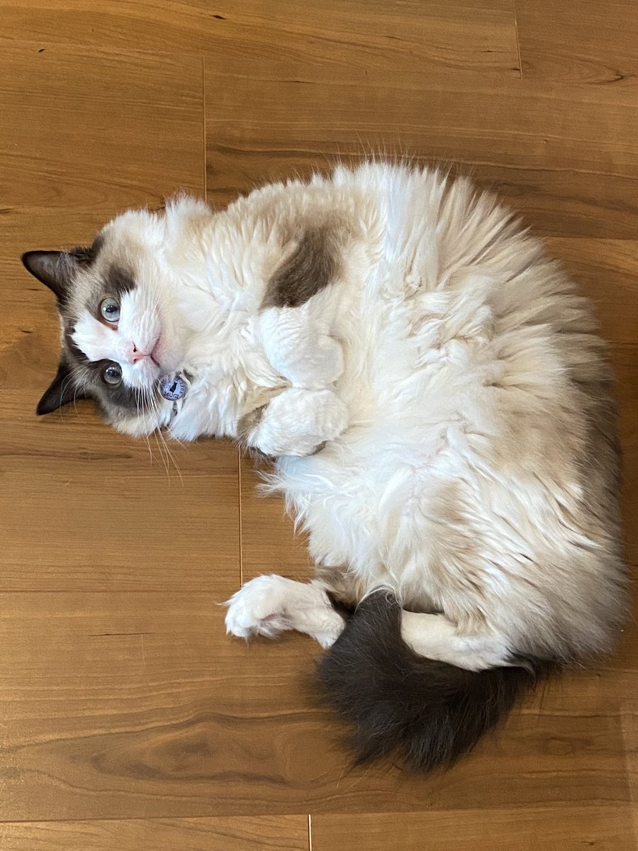 mugi2shin2's tweet photo. おにゃかは冷やさにゃい。
 #猫のいる暮らし  #猫好き  #猫写真 https://t.co/YziCH3Jsu2