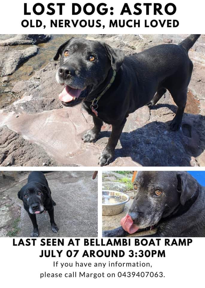 MargotLaw's tweet photo. Hey @nickrheinberger - we need some help getting the word out about poor lost 💖Astro💖! He's been on the run since Wed from Bellambi and was last sighted at McCauley's beach (Thirroul) on Mon. He's loving the bike track!

Nerdy search map here: https://t.co/y5eMQ649Zn https://t.co/O99eqo7Wo6