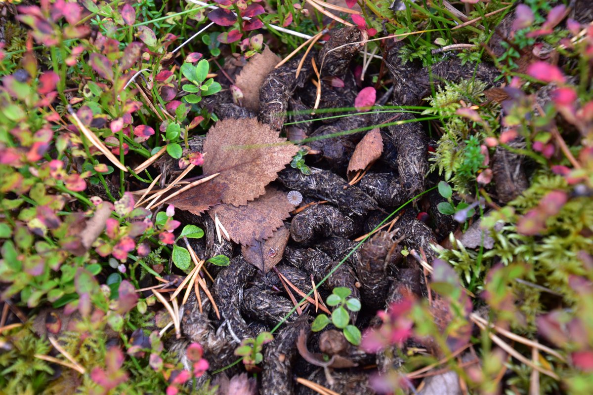 phychua's tweet image. Naturally, this involved poop hunting in the beautiful Nordic wilderness, where I was sometimes joined by @ampelinus (snowstorm included). Happy to say that I survived fieldwork without being attacked, something that not even Sir David Attenborough can attest to #bbcscience 2/7