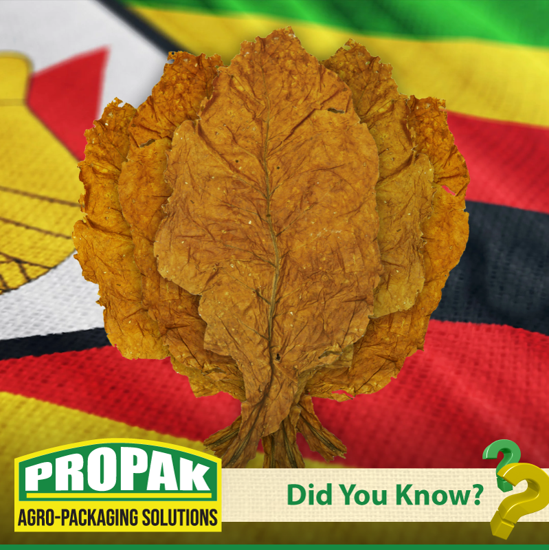 PropakHessian's tweet photo. Did you know?
Zimbabwe is the largest grower of Tobacco in Africa. The Agricultural sector is highly dependent on the revenue generated from Tobacco exports making it the number revenue generator in Zimbabwe’s agricultural sector.
#Agropackagingpartner
#exports https://t.co/uCyCWSBhDv