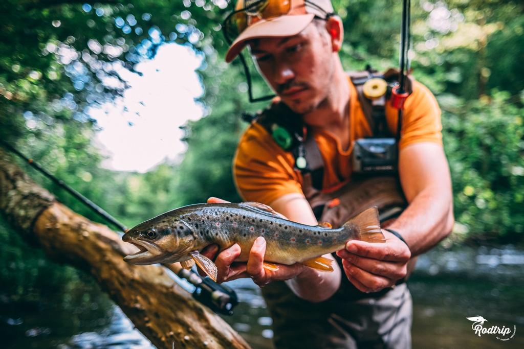 rodtripfishing's tweet photo. Again a nice session this weekend and with all that falls since Monday, we did well to enjoy it! Trout and grayling were feeding like crazy... 
—
#rodtrip #rodtripflyfishing #visioninflyfishing  #flyfishing #fishing #browntrout https://t.co/mwPEFDFleK