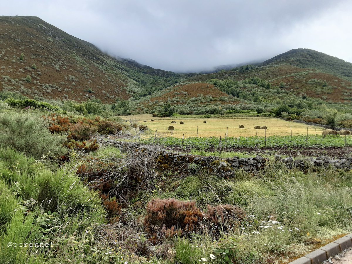 Perenne5's tweet photo. Los #Buenosdias de hoy, con Balouta, Sierra de Ancares #AncaresLeoneses #Bierzo #leonesp enclave natural de enorme belleza paisajística. A sus espaldas, El Miravalles (1969 m) Pallozas, hórreos, fuentes, sosiego y tranquilidad.
#FelizMiercoles #14Julio https://t.co/o3u73oiKCw
