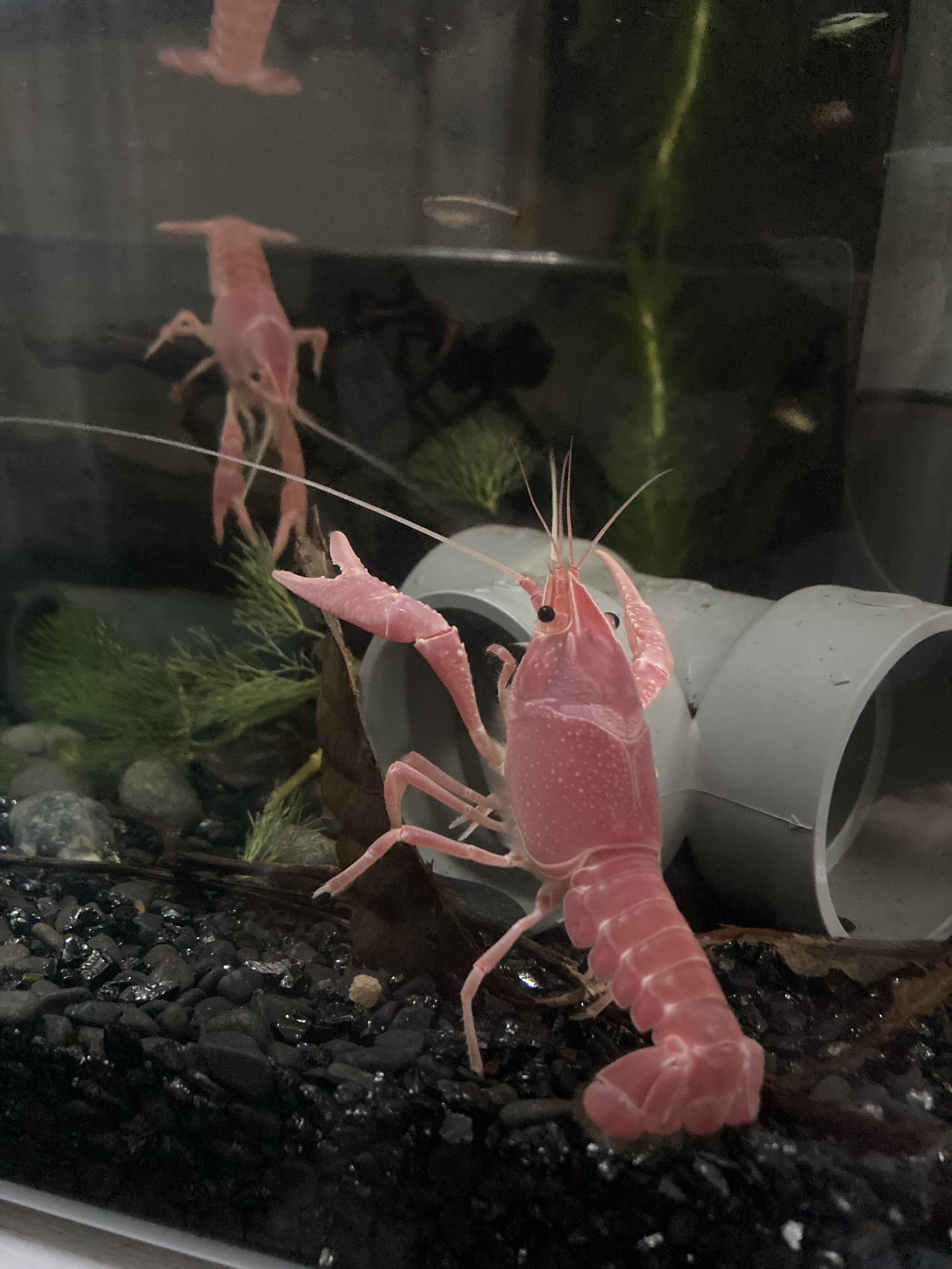 智明葵 樹脂画造形 アメリカザリガニは主に底泥の朽ちかけた植物や生き物の死骸 落ち葉や柔らかい水草などを食べるために水底をツマツマしている生き物です 動物性の餌に強く反応して与えれば好んで食べますが 生きてる魚やエビ 水棲昆虫等を積極的に