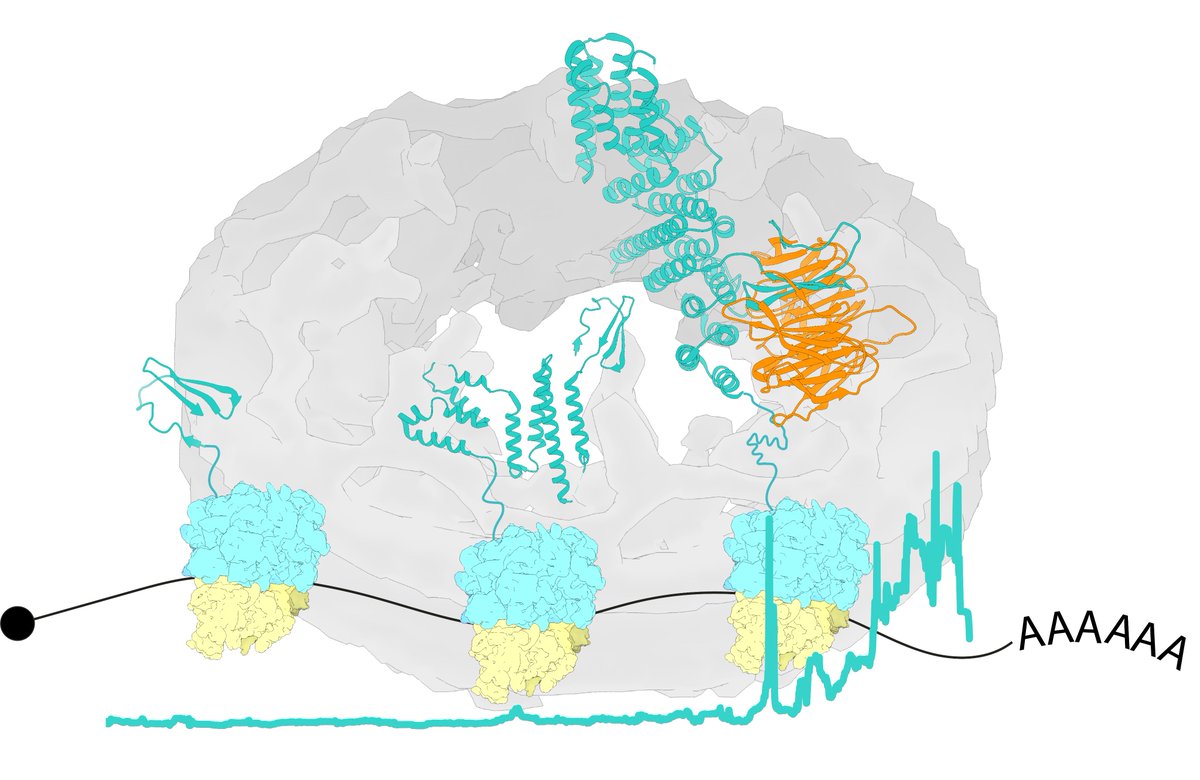 Beck Laboratory (@beck_laboratory) on Twitter photo What if building large multicomponent protein complexes becomes as likely as winning the lottery? Our analysis is now online. Thanks everyone! <a href="/MPIbp/">Max Planck Institute of Biophysics</a> <a href="/MpiBrain/">MPI for Brain Research</a> <a href="/embl/">EMBL</a> <a href="/HummerLab/">Hummer Lab</a> <a href="/kiran_r_patil/">Kiran Raosaheb Patil</a> <a href="/erin_schuman/">Erin schuman</a> What if building large multicomponent protein complexes becomes as likely as winning the lottery? Our analysis is now online. Thanks everyone! <a href="/MPIbp/">Max Planck Institute of Biophysics</a> <a href="/MpiBrain/">MPI for Brain Research</a> <a href="/embl/">EMBL</a> <a href="/HummerLab/">Hummer Lab</a> <a href="/kiran_r_patil/">Kiran Raosaheb Patil</a> <a href="/erin_schuman/">Erin schuman</a>