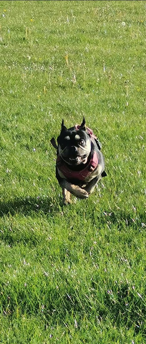 dogsbarn's tweet photo. Happy #woofwoofwednesday from Isla #rescuedog #Frenchie #livingherbestlife #DogsofTwittter #AdoptDontShop #dogsarelove https://t.co/ZK5S6DfUsk